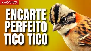 CANTO DO TICO TICO PRA ENCARTA O SEU TICO TICO RÁPIDO DESTRAVA CANTO TICO TICO ESQUENTAR TICO TICO