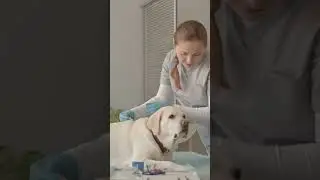 Don't let unexpected vet bills catch you off guard.