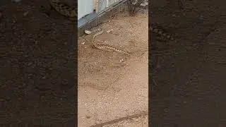 Bull Snake in the back yard. No background sound.