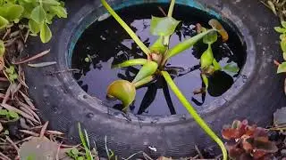 🌿🍀 Jacinto-de-água ou Água pe 