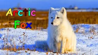 Arctic Fox for Kids| Learn about Arctic Animals