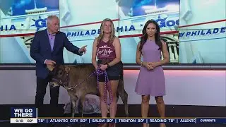 Cuddling with cows: 'Moose' the cow helps relieve stress