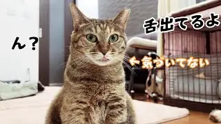 舌をしまい忘れていつまでも気づかない猫