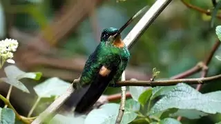 Buff-winged Starfrontlet in Ecuador.