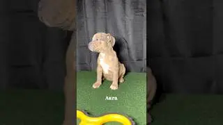American bullies available 🐾 #americanbullyforsale #americanbullykennel #amercianbully