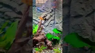 Tropical Bliss: Exploring Exquisite Fish Aquariums #youtubeshorts