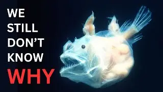 The Deep Sea Made This Creature