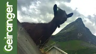 Geiranger : Norwegian Fjords 2018