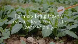 Leafies at bigbasket: less messy more value.