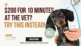 Talk to a Vet Anytime, Anywhere | Fast Online Pet Care with NYP TeleVet