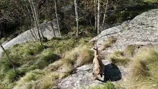 Val Soana Italy Cinematic 4K - Drone video