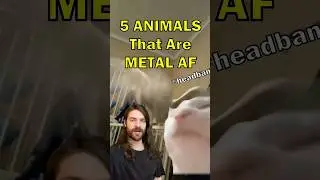 5 Metal Animals