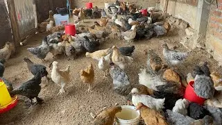 Un negocio de 2 hermanos con gallinas criollas 