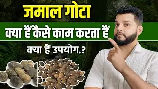 जमालगोटा कैसे काम करता है 🔥 Jamal Gota Uses, Precaution,Dose & Side Effects In Hindi