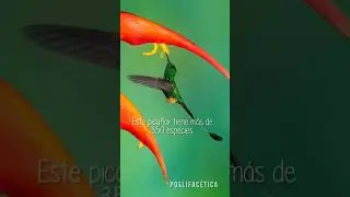 Ecuador, un para&iacute;so para las aves🐦 m&aacute;s diminutas del mundo🌎⁣ #poslifacetica #poslitravel #colibr&iacute;