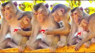 Be careful..! Tiny monkey Rockstar wants to get milk from Sarika monkey.