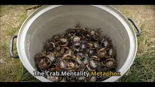 Crabs in a Bucket - A life lesson