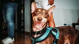 Neglected dog goes to foster family and couldn’t be happier!