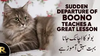Sudden Departure Of Boono Teaches A Great Lesson | Cat Related  Information | @tahreemrathore1006 .