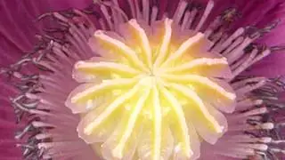 Draums&oacute;ley - Valm&uacute;i - Sumarbl&oacute;m