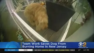 Teamwork Saves Dog From Burning Home In New Jersey