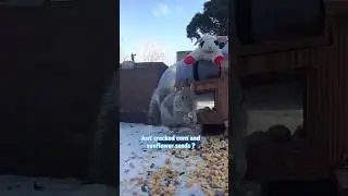 Squirrel skips walnuts and hazelnuts goes for cracked corn and sunflower seeds #squirrel #viralshort