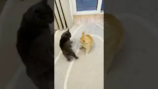 Russian Blue Cat Attacks #13
