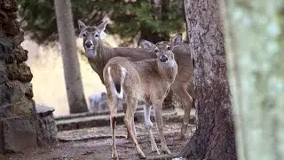 Staten Island deer in the morning mist