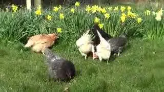 Fenton Farm Poultry