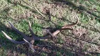 Agancs, Zhody, Zrzuty, Antler - 2020  Piekna gigant