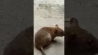 big size rat 🐀 #shorts #shortvideo #animals #animallover