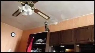 Cat Shows Off Acrobatic Skills
