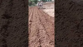 agriculture framing Bulls #farming #farmingtraditions #farmer