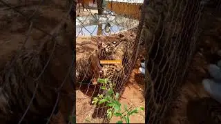 8april zoo lover day