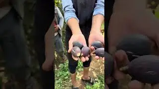 هذا هو دليل تقليم الاشجار لانتاج كبير