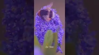 a cute bee for you 🐝🌱🪻