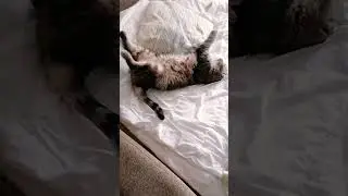 Толстячок спит😻 #music #piano #love #catvideos #котики #мимими #кот #fannyvideo #fannycats #звезда
