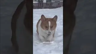 Corgi fetch snowball
