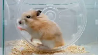 cute hamster running