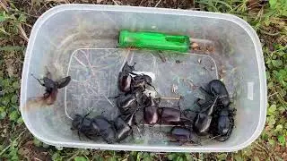 I was caught many beetle in wild
