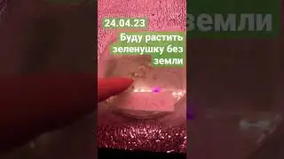 Буду растить зеленушку 🪴без земли #plant #green #vegan #garden #гидропоника #gardening