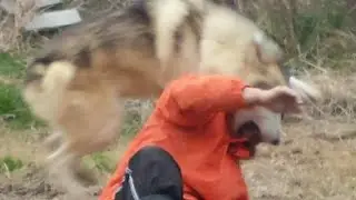 【閲覧注意】人間が狼犬に襲われるとこうなる！