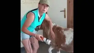Paard scheren? Mini paardje Diva wordt geschoren 🤠