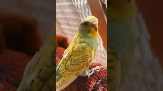 Budgies Ka Perfect Cage Setup: 2025 Ki Latest Guide!#BudgieShorts#shortsfeeds #Budgies