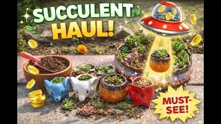 Succulent Haul Alert | ShivangiHeritageOfficial