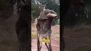 How Can You Survive a Kangaroo Encounter in the Wild? #shorts #survival #viral