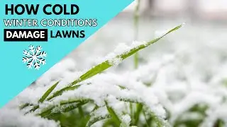 How Cold Winter Conditions Damage Lawns