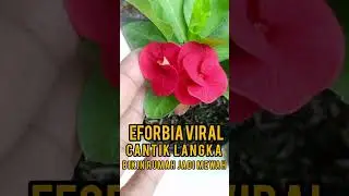 Bunga Eforbia Lagi Viral! Ini Dia Jenis-Jenisnya yang Cantik & Banyak Diburu Kolektor!