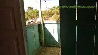OBSERVAÇÕES E A SAGA DO SANNHAÇÚS CONTINUA PASSARINHOS 🐦 🐦 