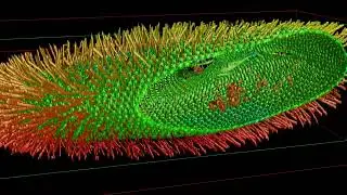 Rotation of a Paramecium